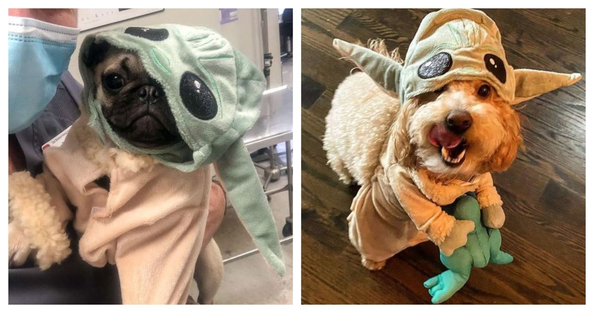 10 „Baby Yoda“ šunų kostiumų, kurie tiesiog žavūs