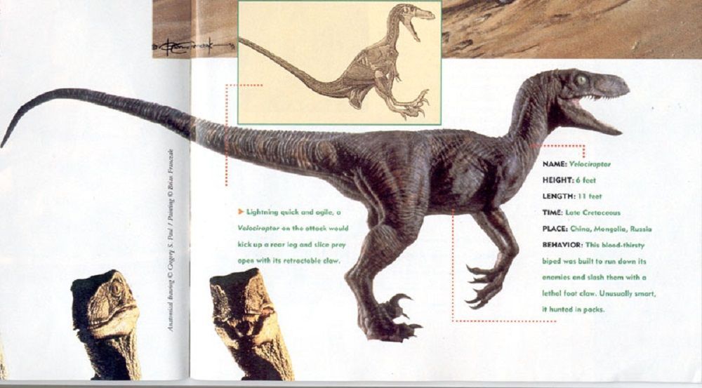 Jurassic Park: 15 fatti strani (ma veri) sui velociraptor