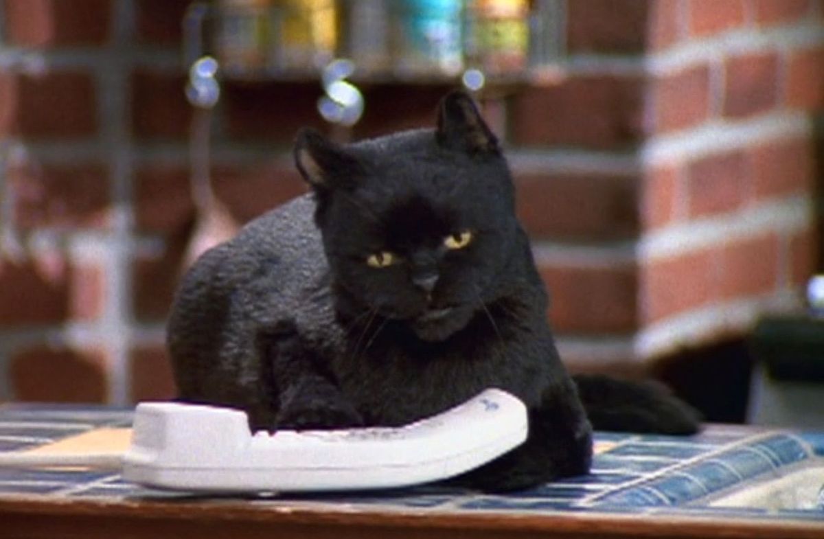 10 cose che la maggior parte dei fan non sa sul gatto di Sabrina, Salem