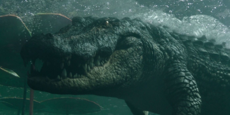   En alligator i gyserfilmen Crawl fra 2019