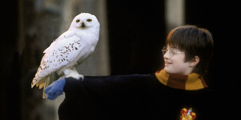   Harry Potter en Hedwig in Harry Potter en de tovenaarssteen