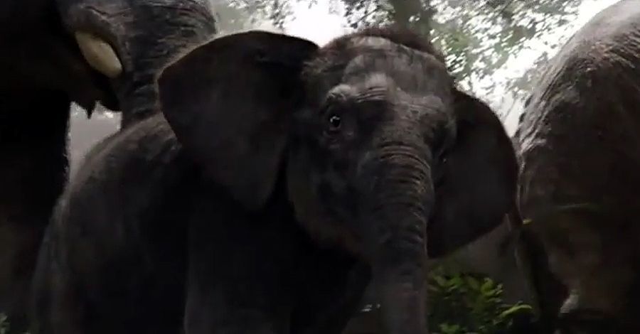 Disneyn The Jungle Book vapauttaa laajennetun trailerin