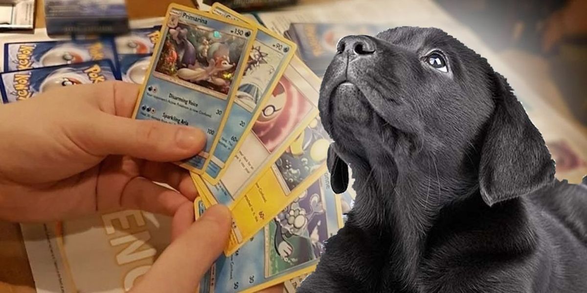 포켓몬이 강아지를 구하기 위해 카드 컬렉션을 판매 한 소년에게 선물을 보냅니다.